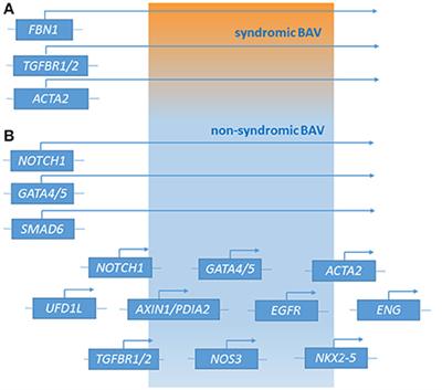 Genetic Bases of Bicuspid Aortic Valve: The Contribution of Traditional and High-Throughput Sequencing Approaches on Research and Diagnosis